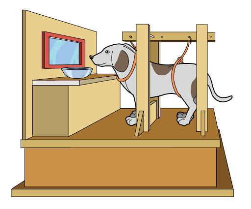 Pavlov-e-Ancoragem