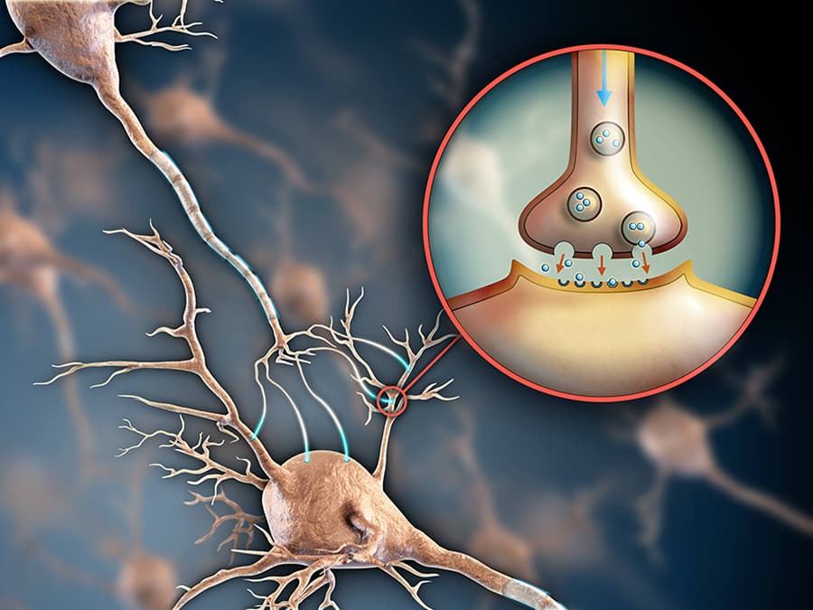 Serotonina, dopamina, oxitocina