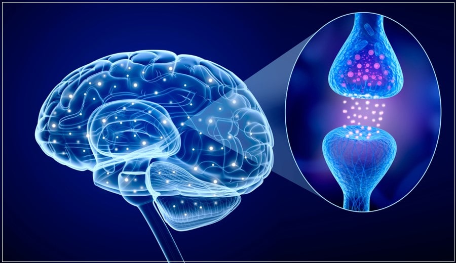Serotonina mais atraente